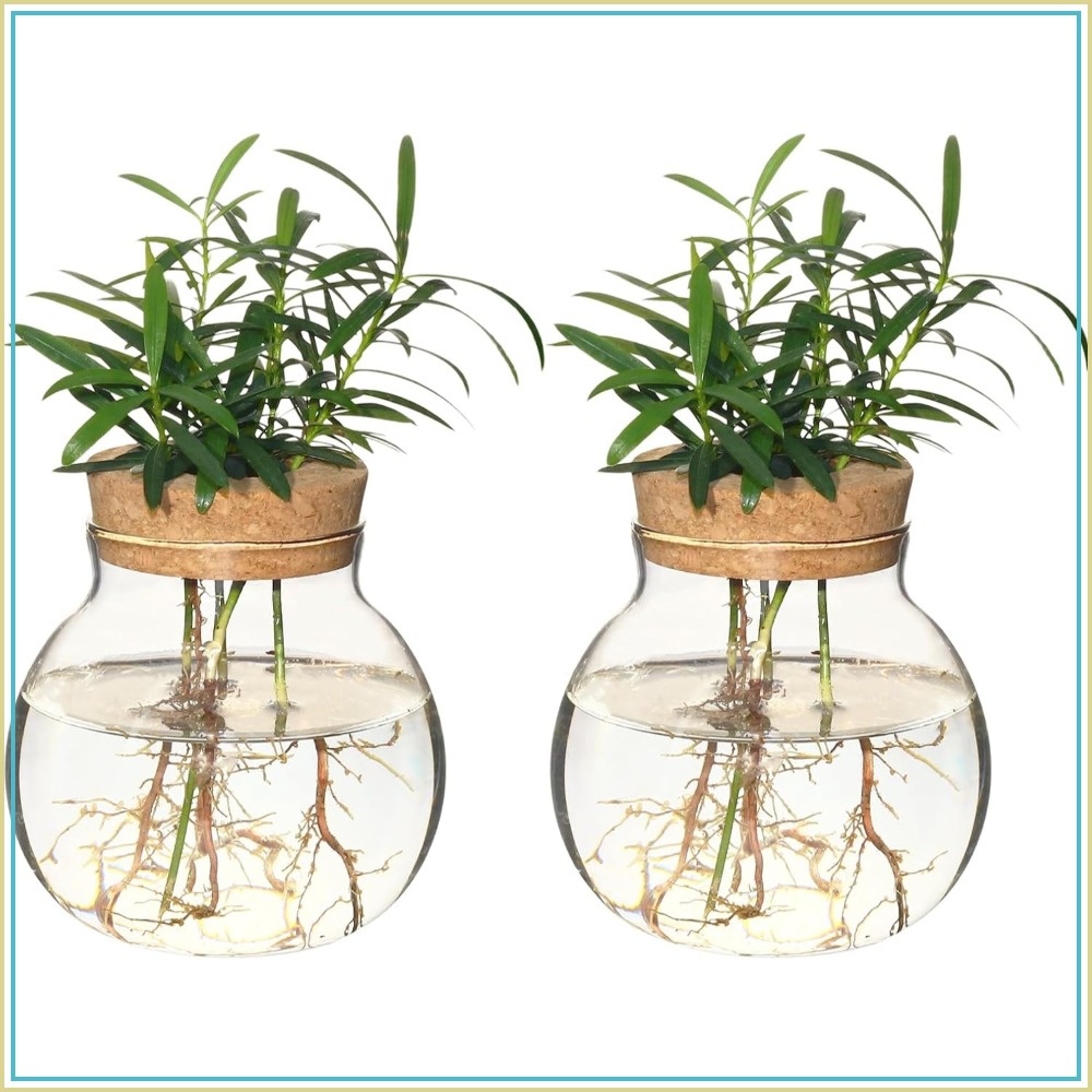 Propagation Station Vase - Hydroponic Plant Propagation Station, Desktop Glass