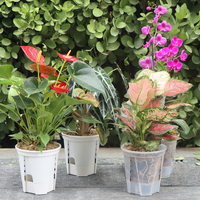 5pcs Transparent Orchid Pot wi - Self Watering Insert บทวิจารณ์และราคา