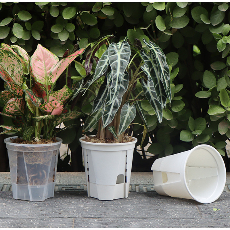5pcs Transparent Orchid Pot wi - Self Watering Insert บทวิจารณ์และราคา